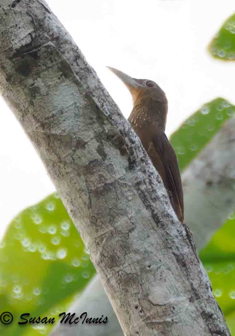 Cinnamon-throated Woodcreeper - ML623912916