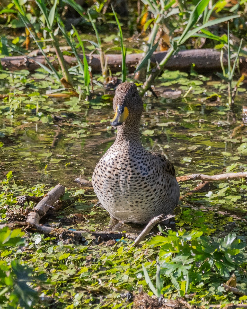 Yellow-billed Teal - ML623912917