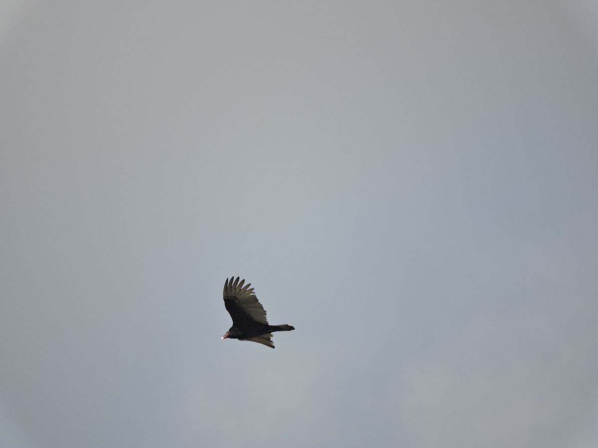 Turkey Vulture - ML623912918