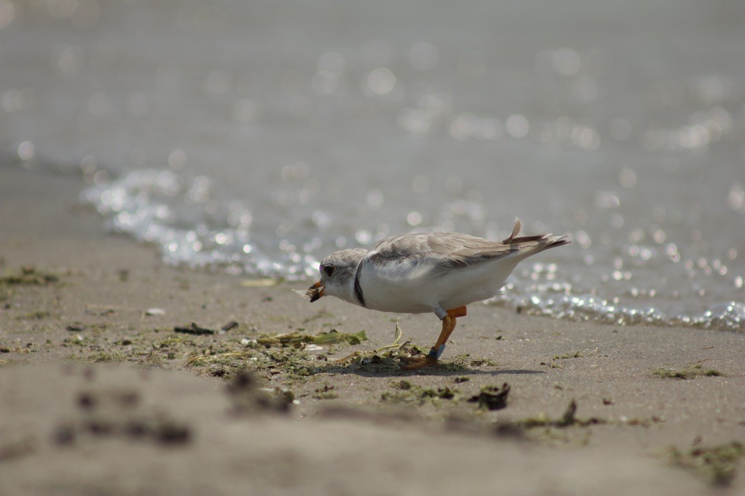 Piping Plover - ML623912919