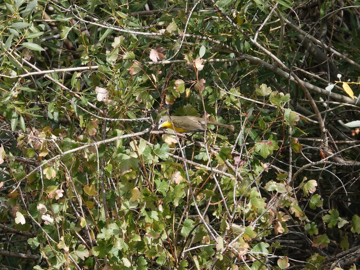 Yellow-breasted Chat - ML623912921