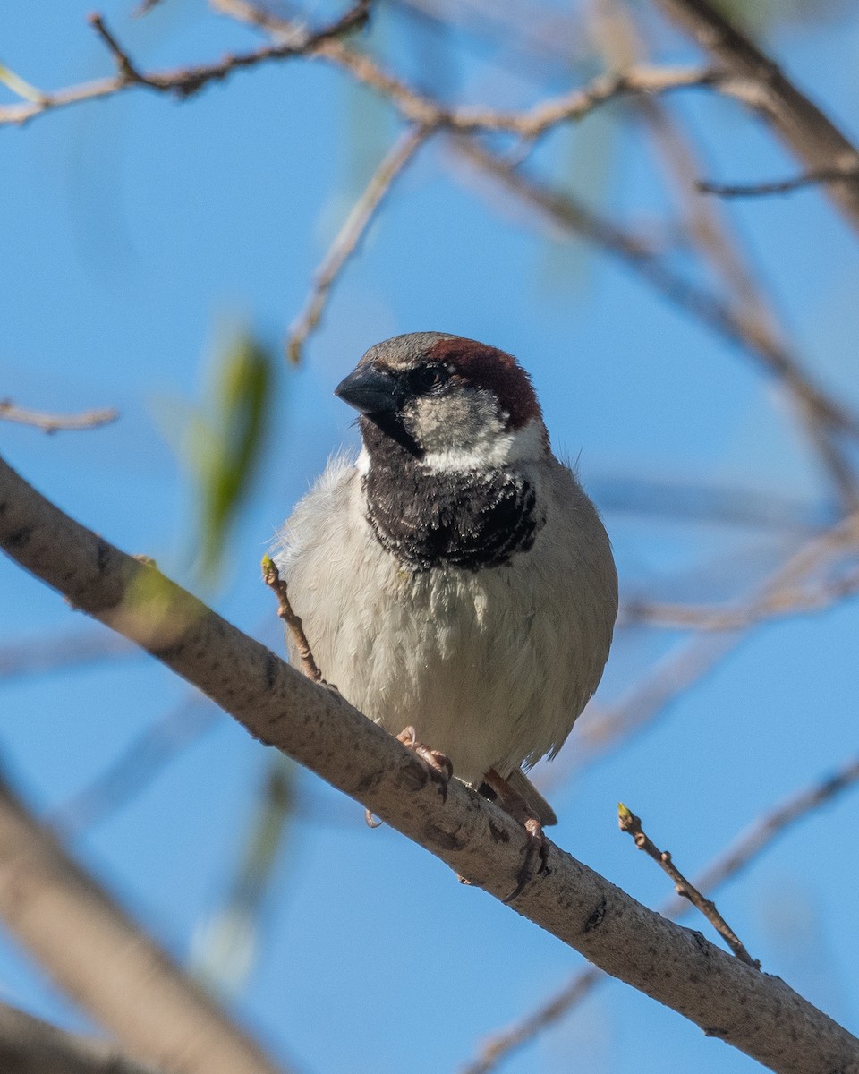 House Sparrow - ML623912922