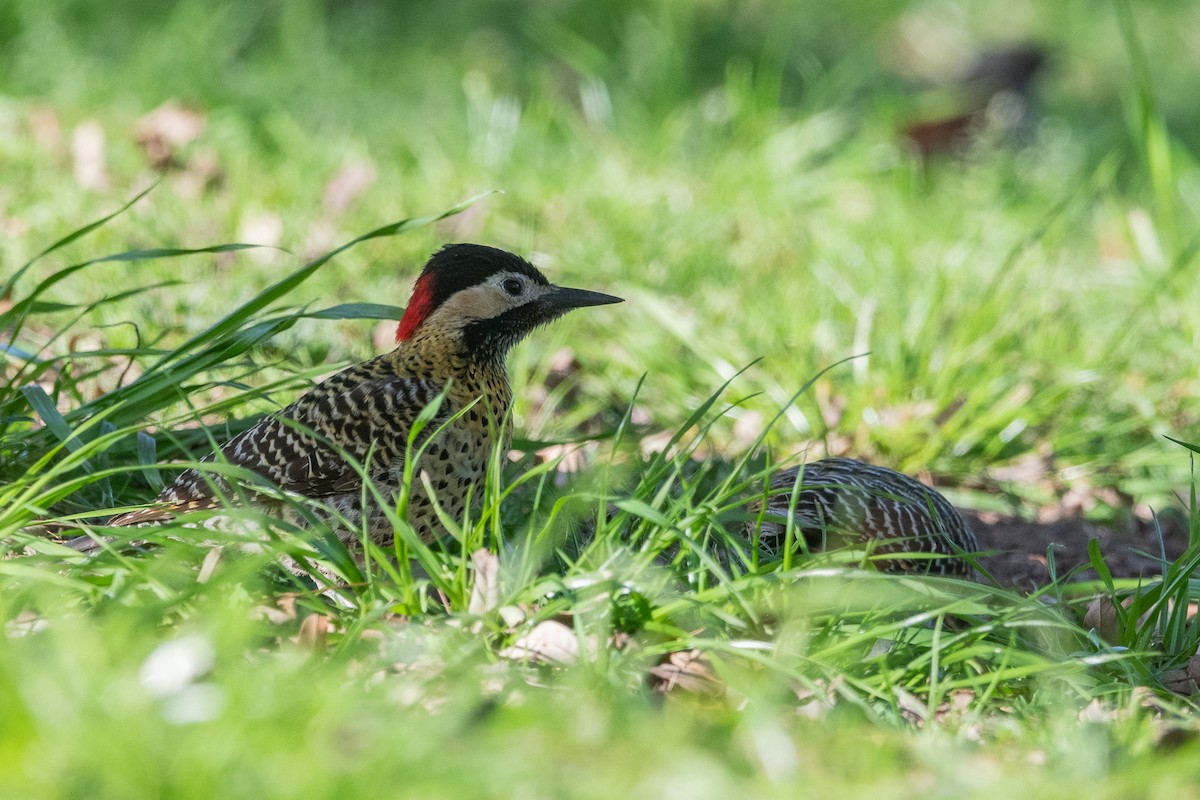 Green-barred Woodpecker - ML623912923