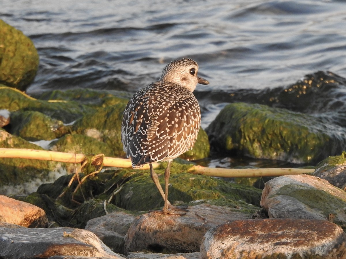 Black-bellied Plover - ML623912924