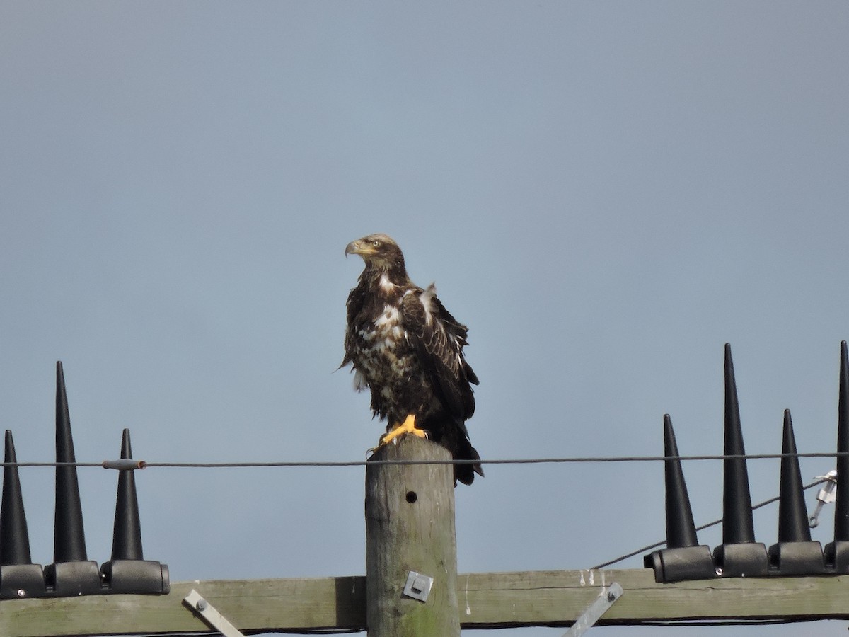 Bald Eagle - ML623912925