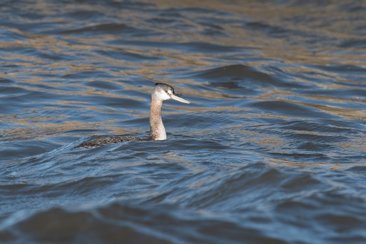 Great Grebe - ML623912926