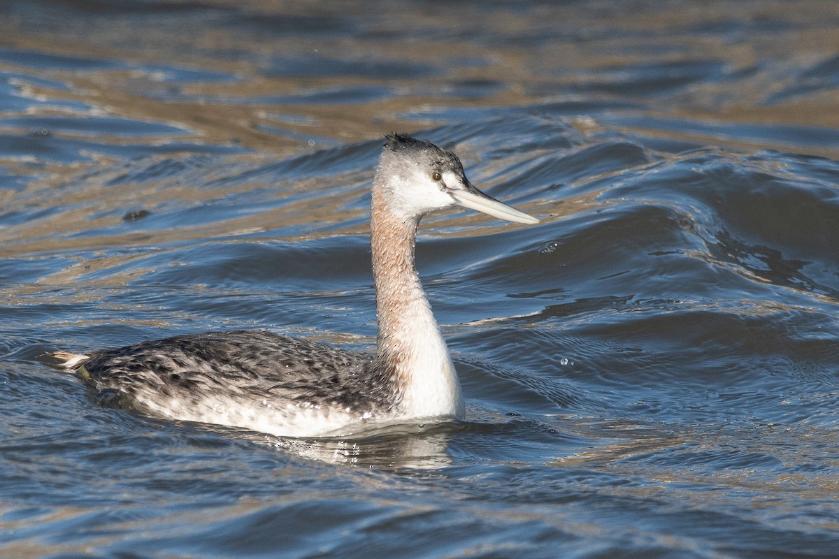 Great Grebe - Nicolas Mazzini