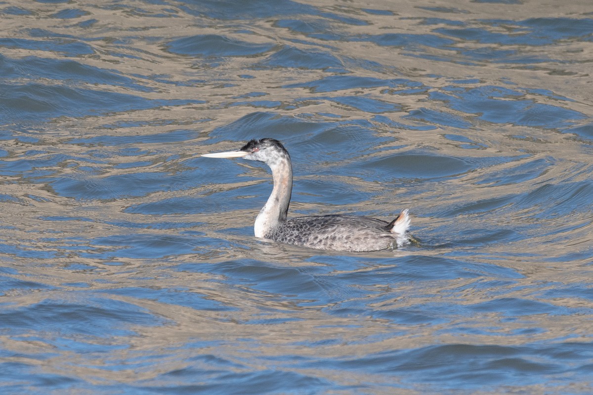 Great Grebe - ML623912928