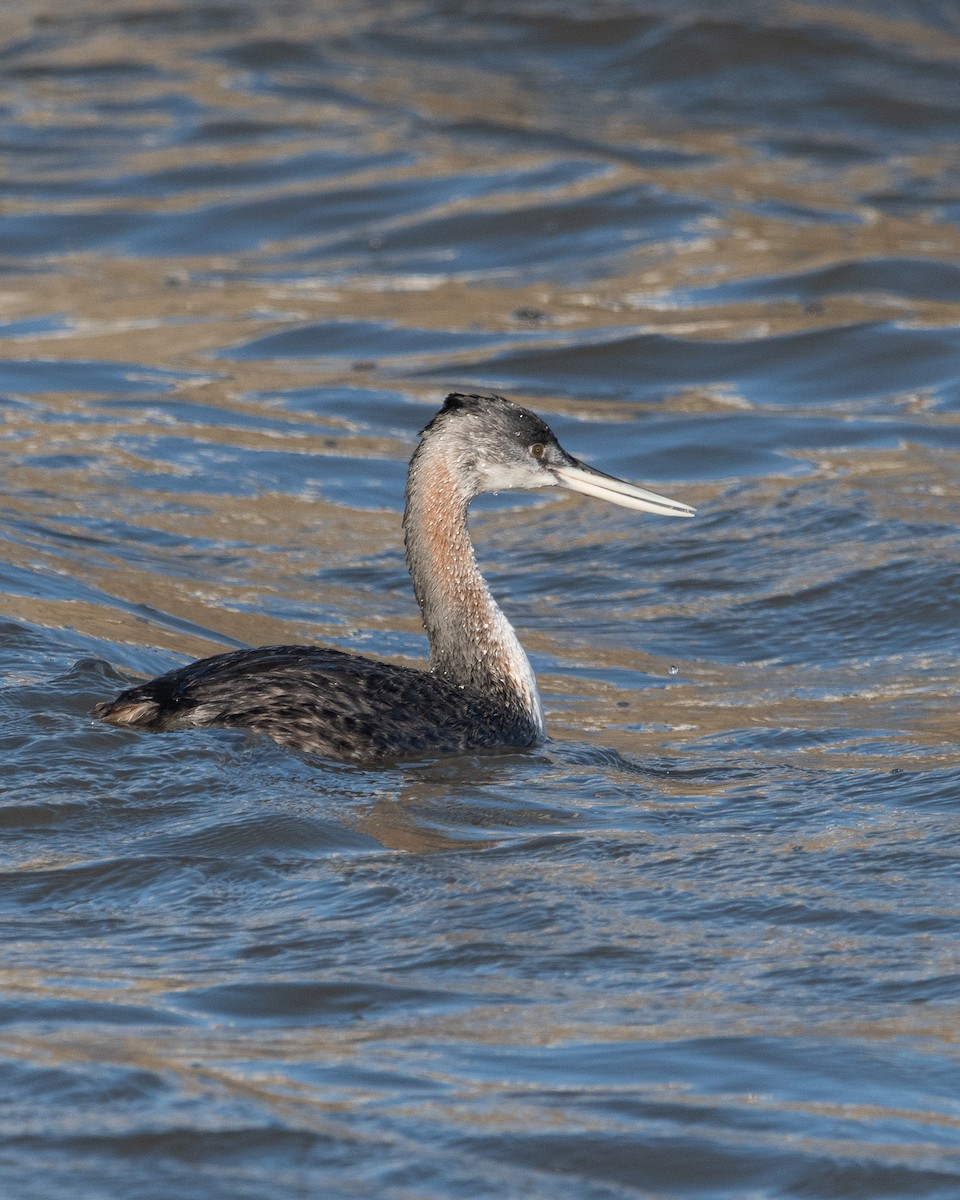 Great Grebe - ML623912929