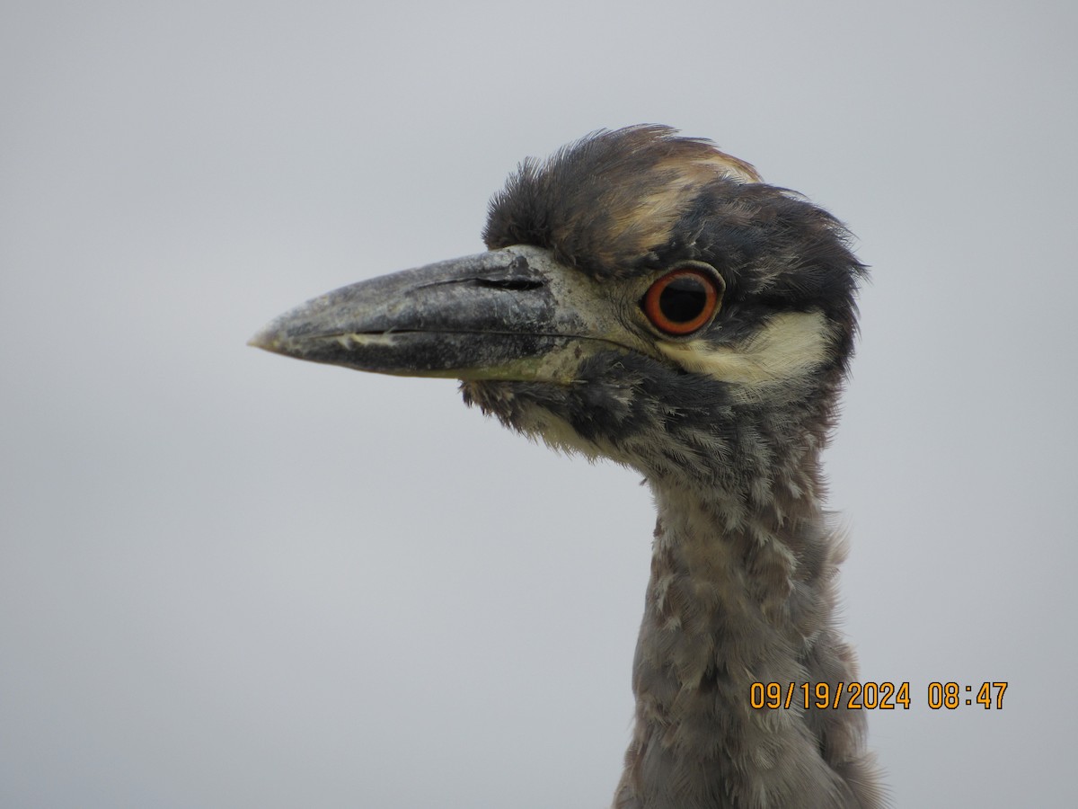 Yellow-crowned Night Heron - ML623912931