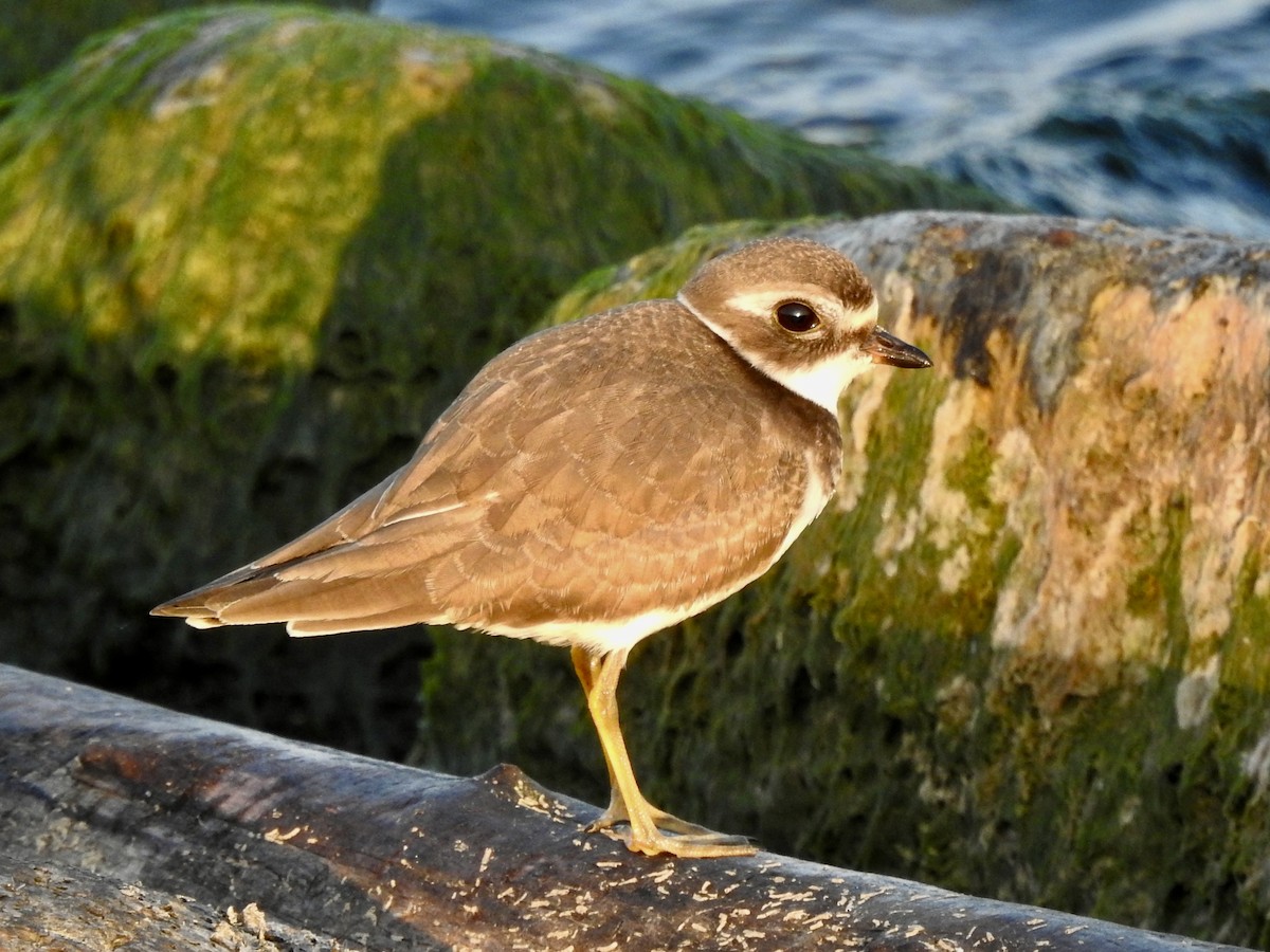 Semipalmated Plover - Noam Markus