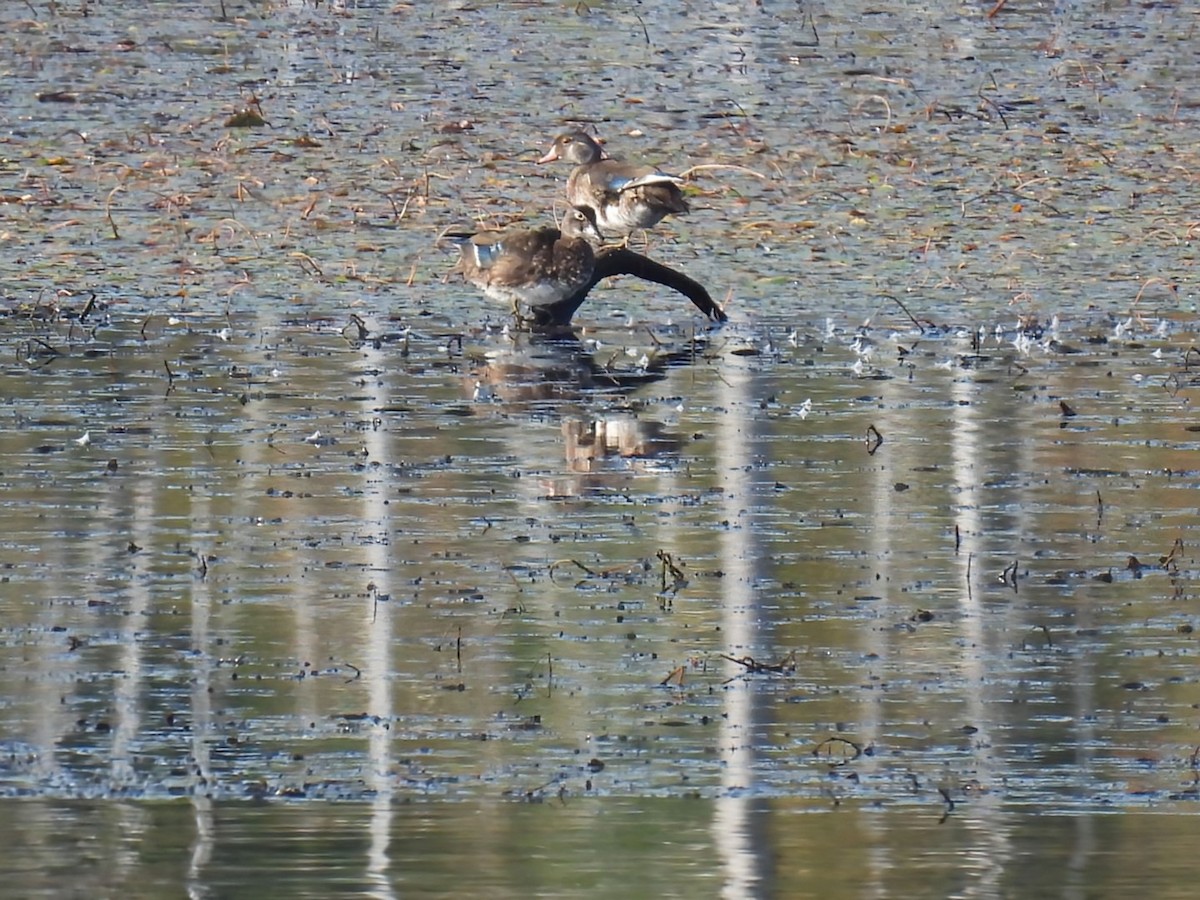 Wood Duck - ML623912933