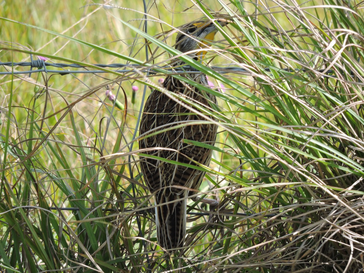 Eastern Meadowlark - ML623912934