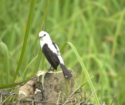 Pied Water-Tyrant - ML623912936