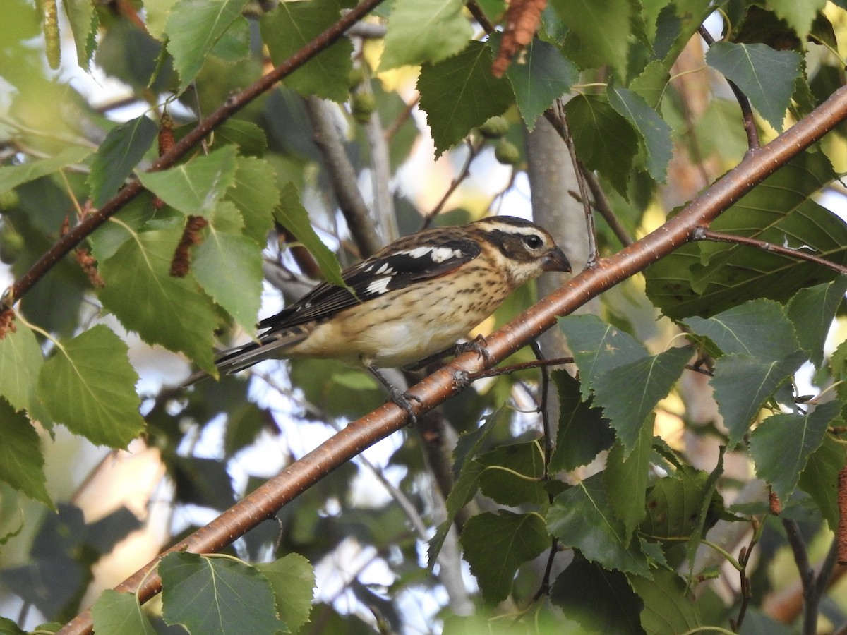 Rose-breasted Grosbeak - ML623912946