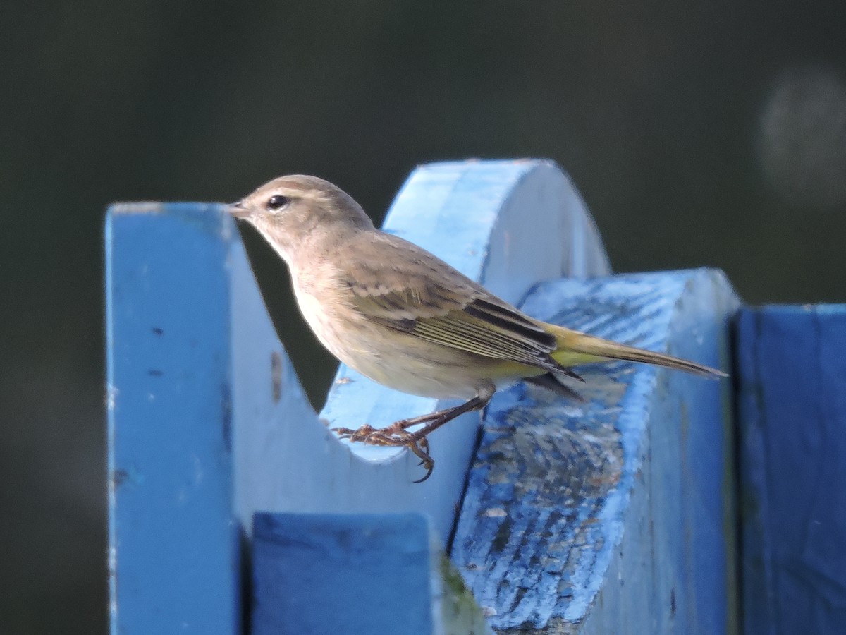 Palm Warbler - ML623912948