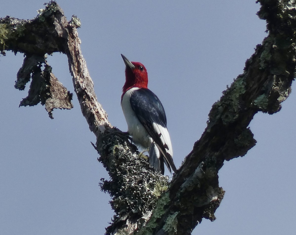 Red-headed Woodpecker - Nathaniel Axtell