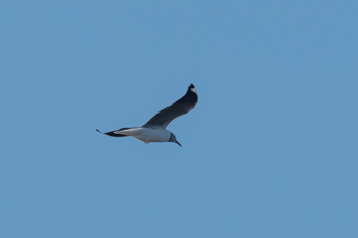 Gray-hooded Gull - ML623912951