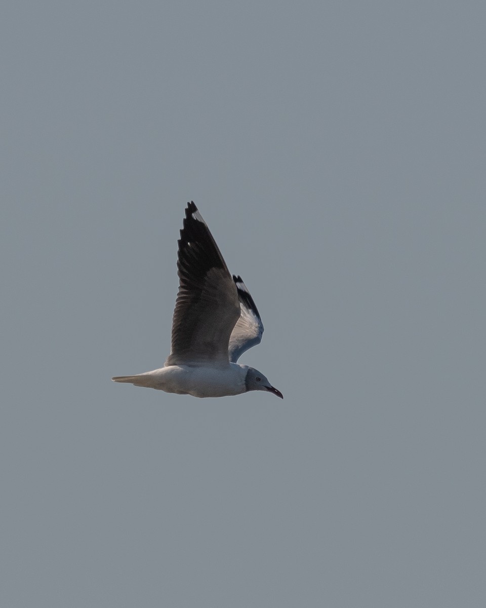 Gray-hooded Gull - Nicolas Mazzini