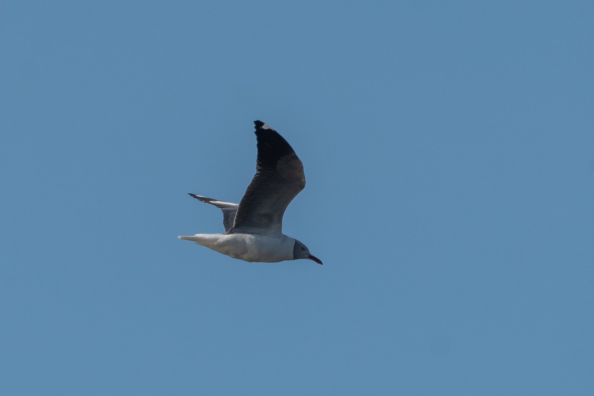 Gray-hooded Gull - ML623912963