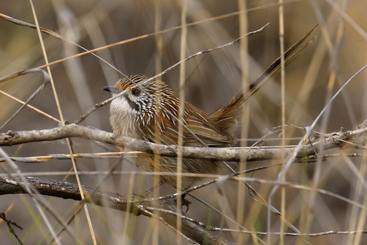 Striated Grasswren - ML623912964