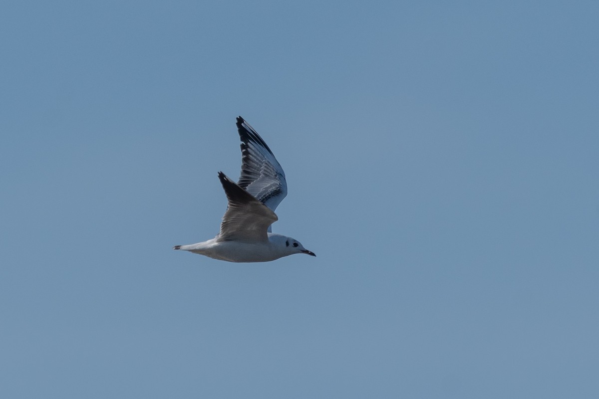 Brown-hooded Gull - ML623912965