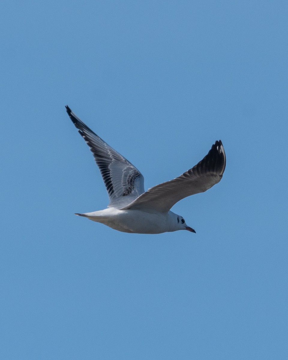 Brown-hooded Gull - ML623912966