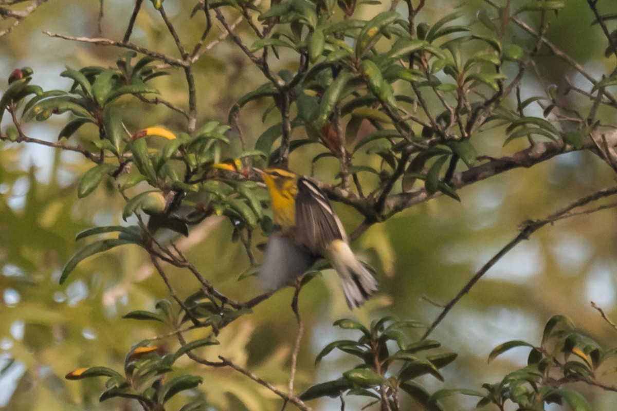 Blackburnian Warbler - ML623912967