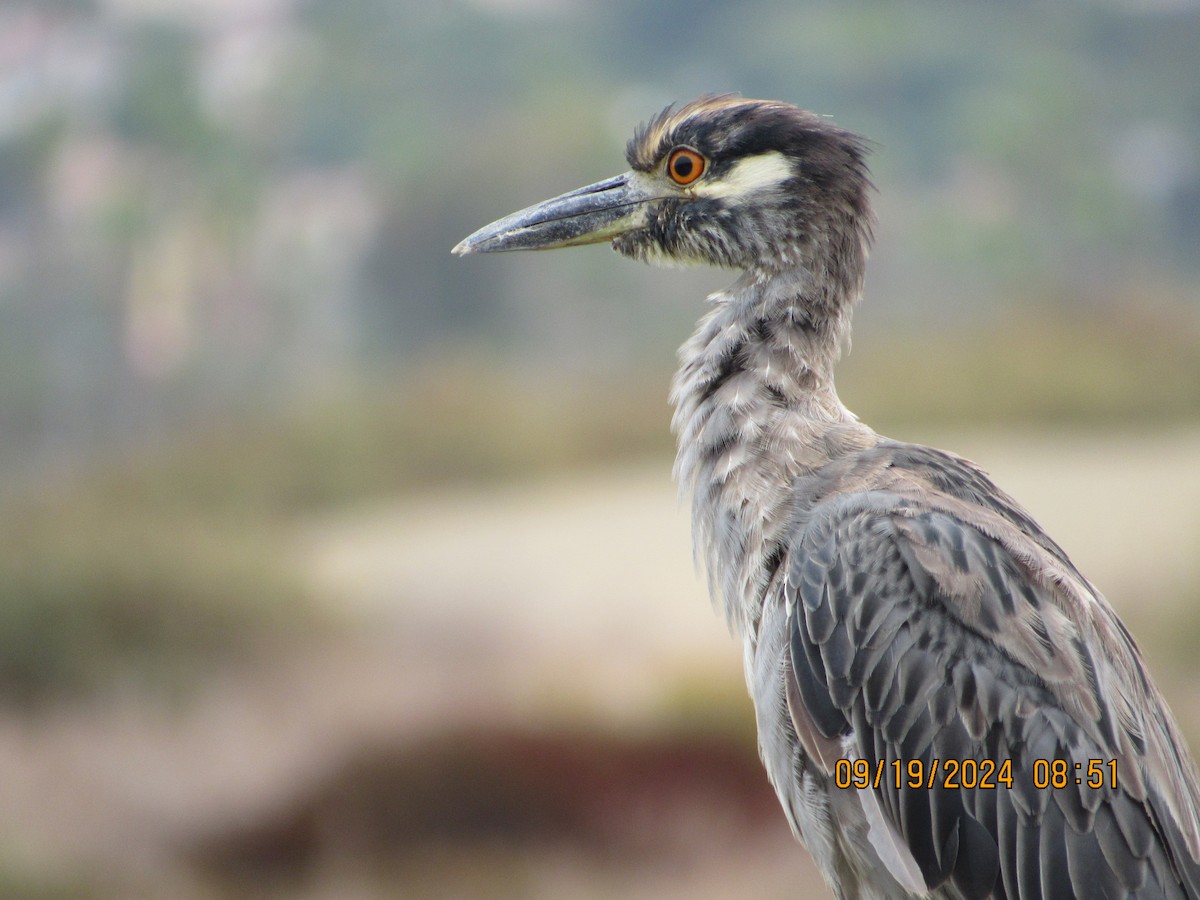 Yellow-crowned Night Heron - ML623912969