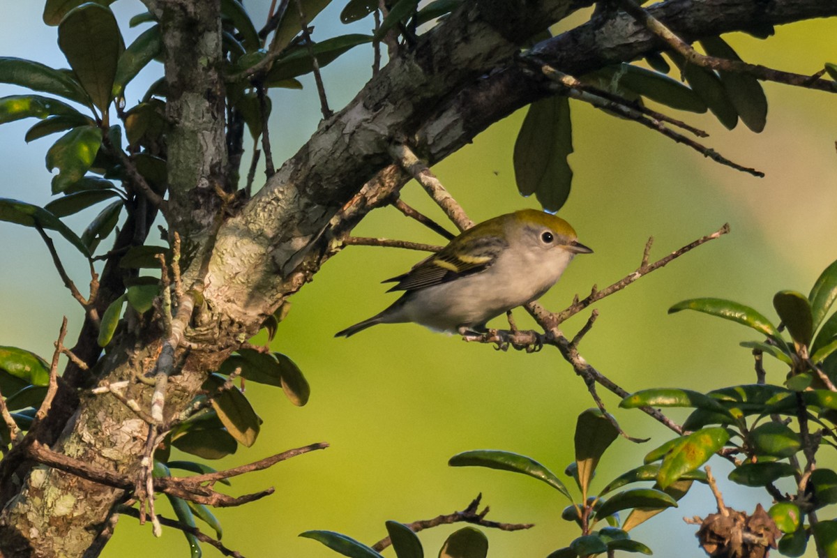 Chestnut-sided Warbler - ML623912970