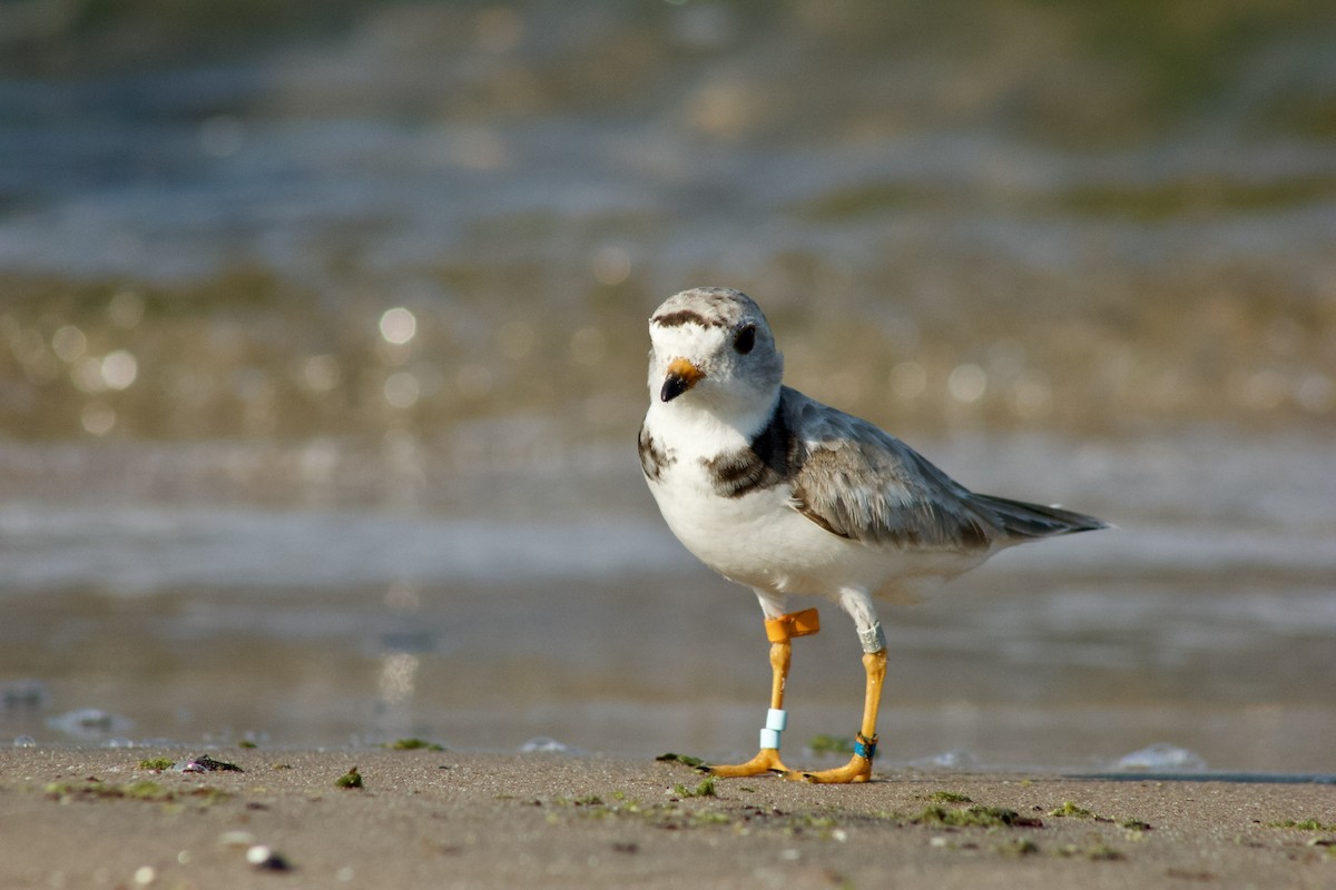 Piping Plover - ML623912971