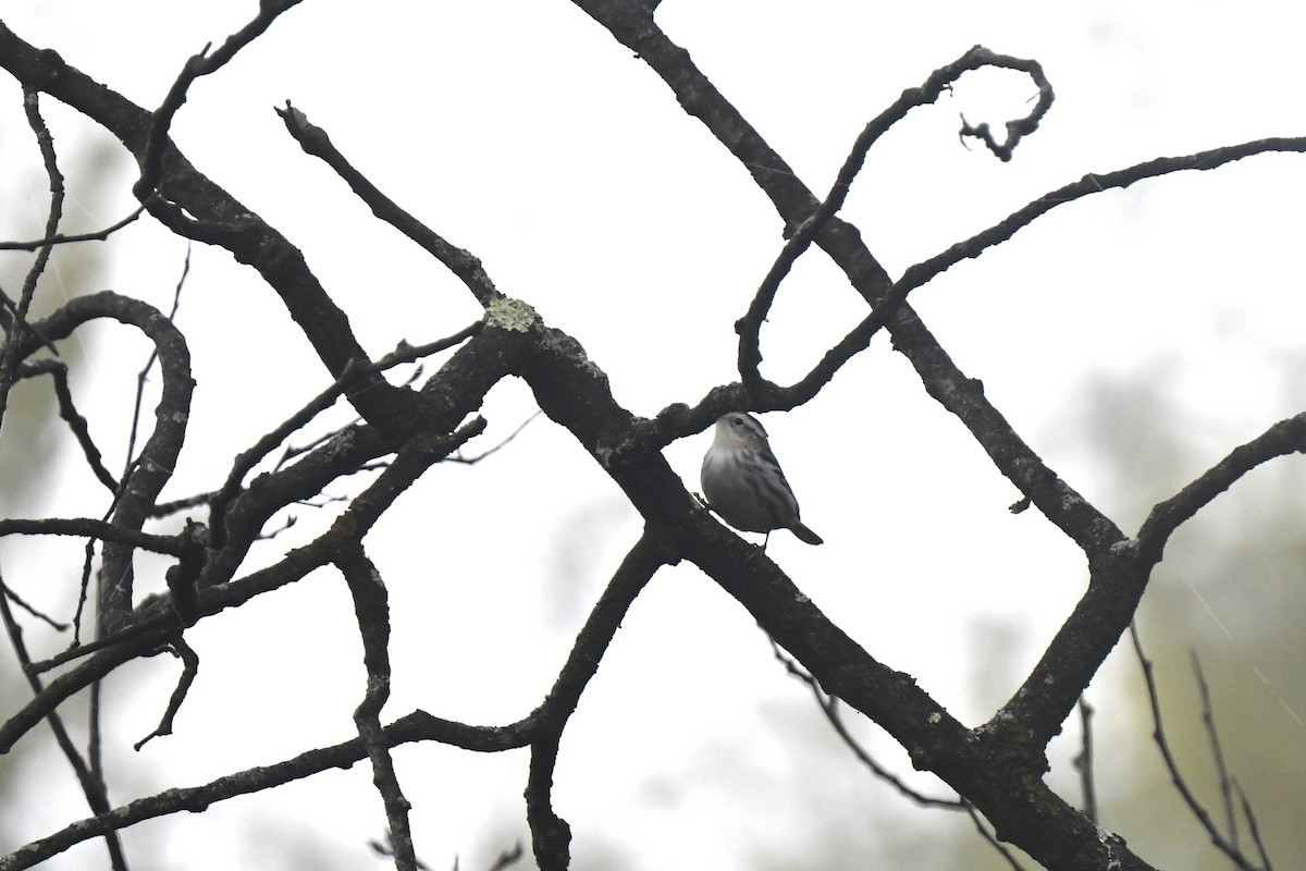 Black-and-white Warbler - ML623912973