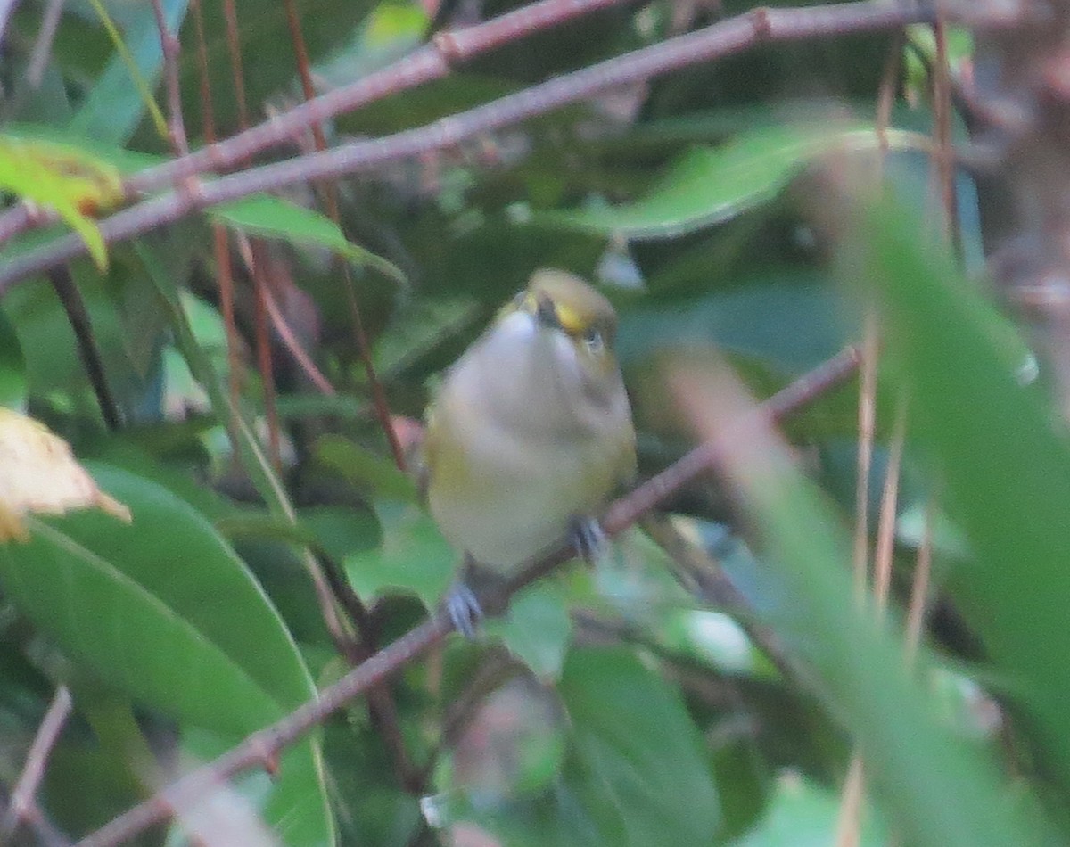 White-eyed Vireo - ML623912976