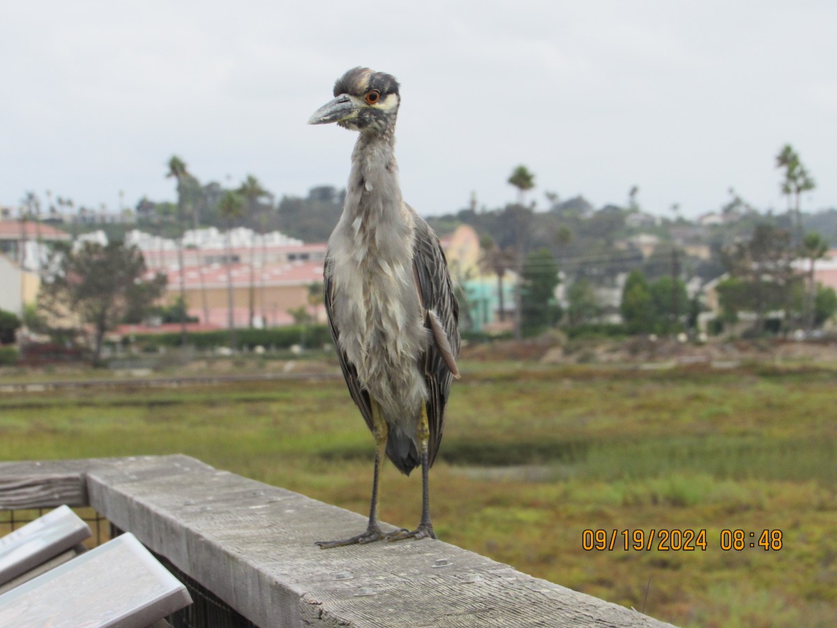 Yellow-crowned Night Heron - ML623912978