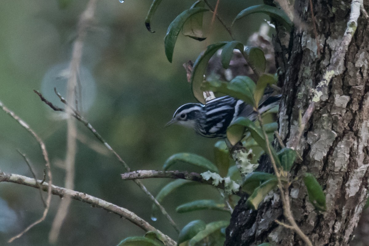 Black-and-white Warbler - ML623912979