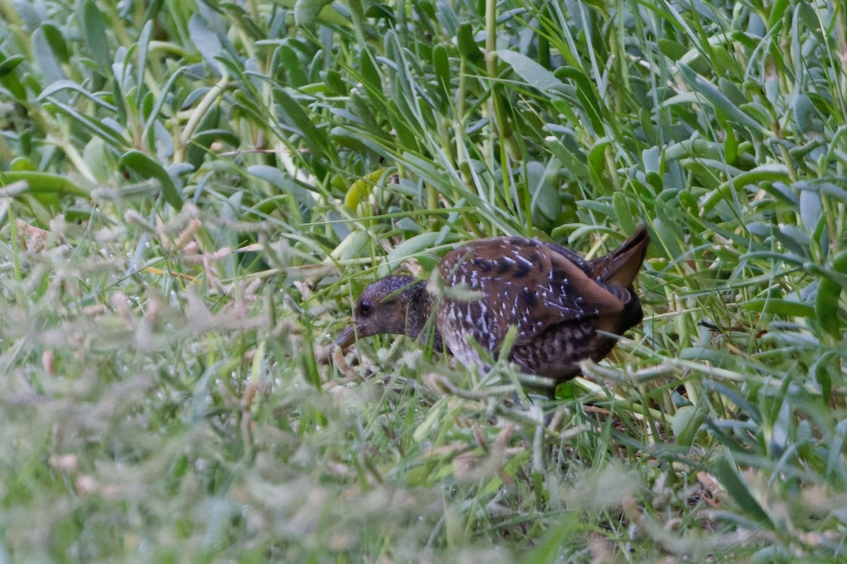 Spotted Crake - ML623912980