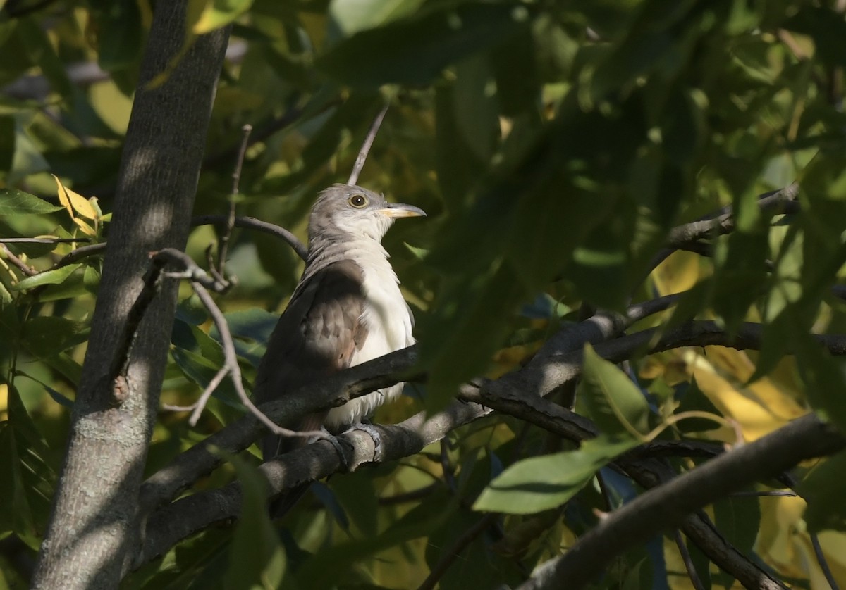 Yellow-billed Cuckoo - ML623912981