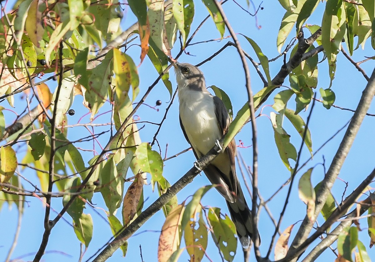 Yellow-billed Cuckoo - ML623912982