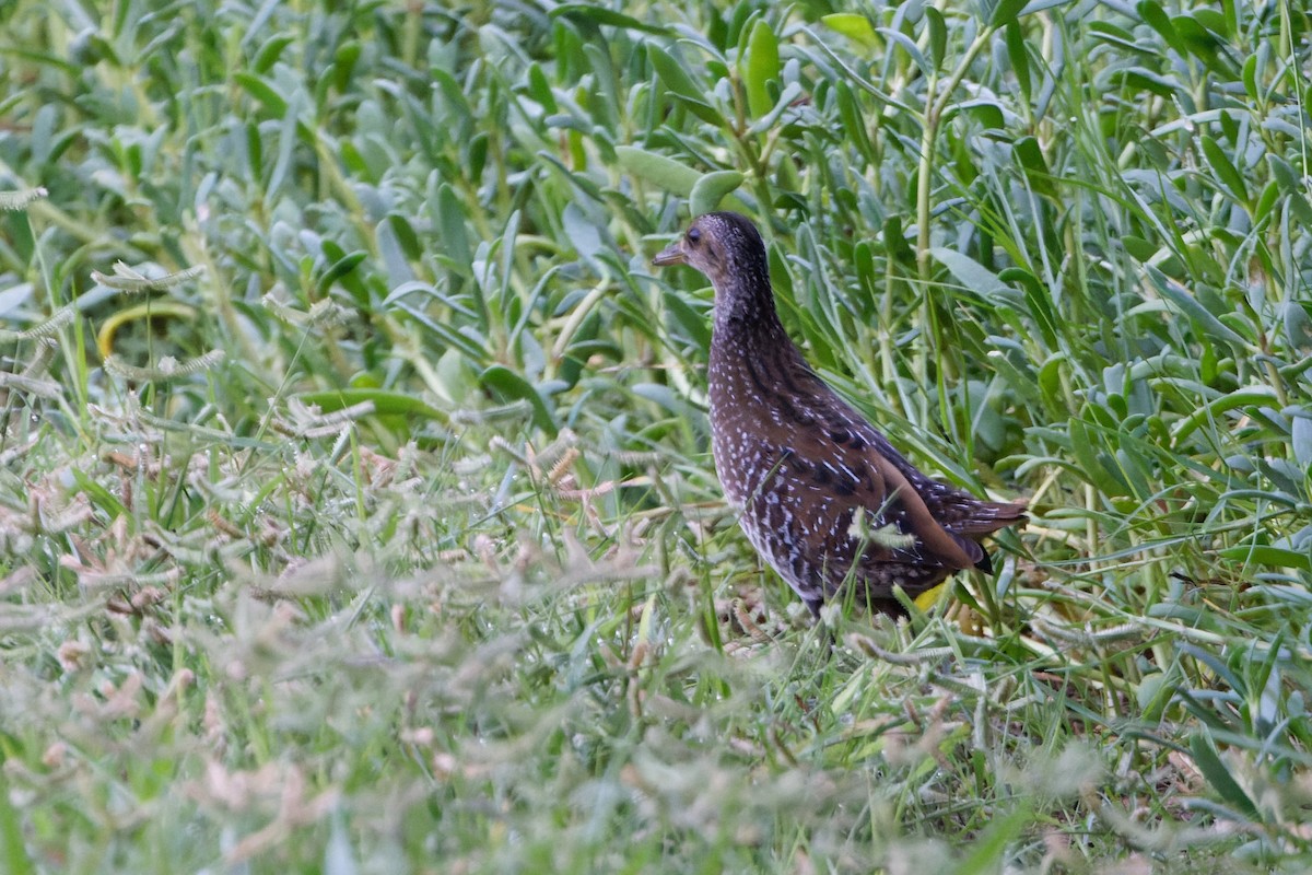 Spotted Crake - ML623912985