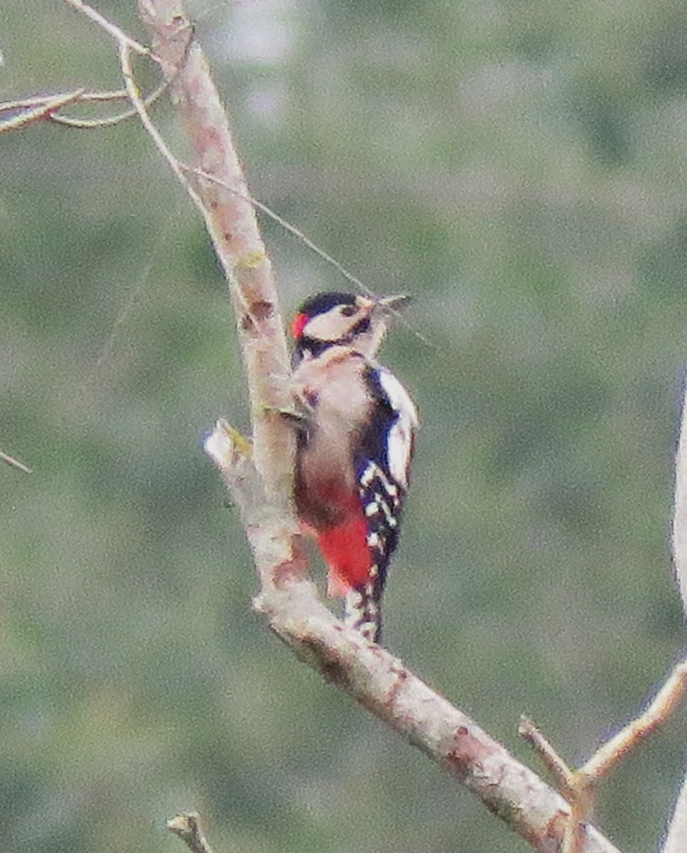 Great Spotted Woodpecker - ML623912986