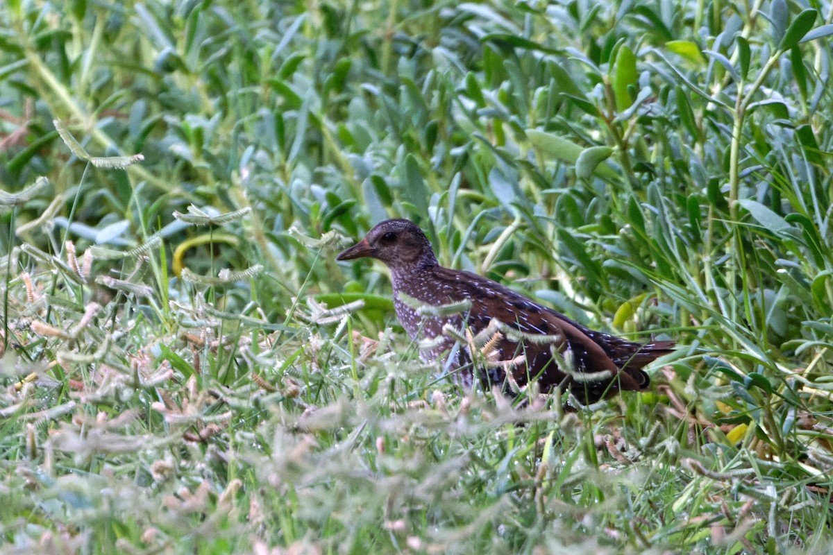 Spotted Crake - Simon Lloyd