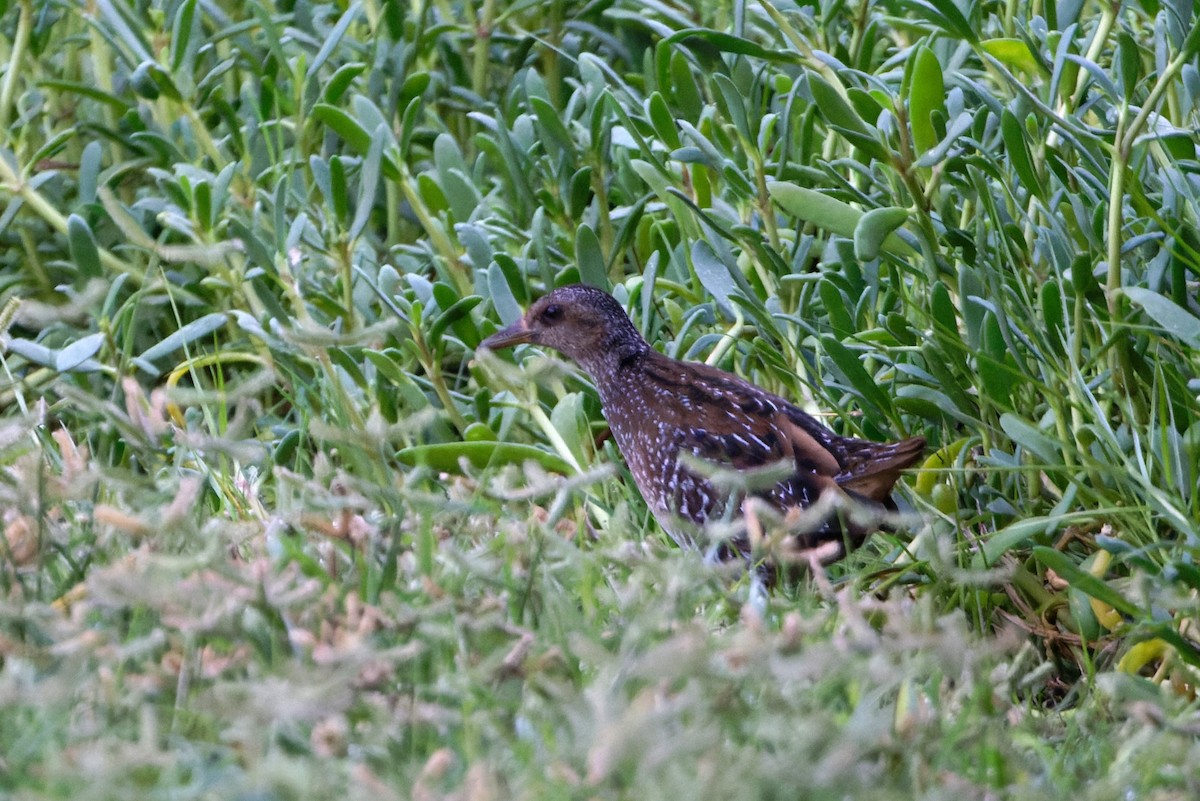 Spotted Crake - ML623912988