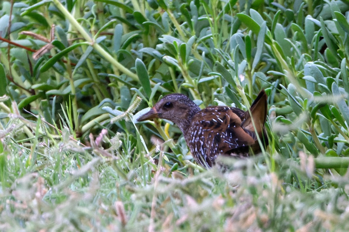 Spotted Crake - ML623912990