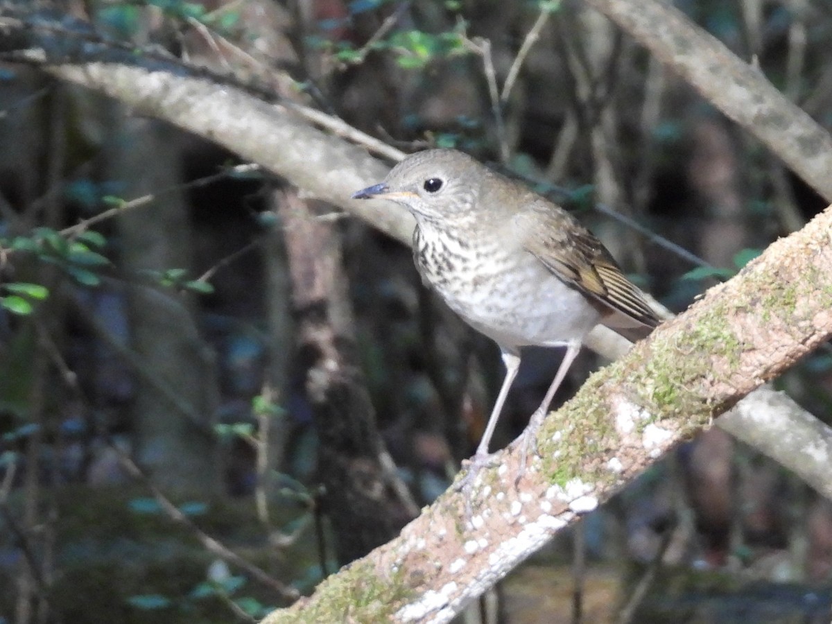 Gray-cheeked Thrush - ML623912992