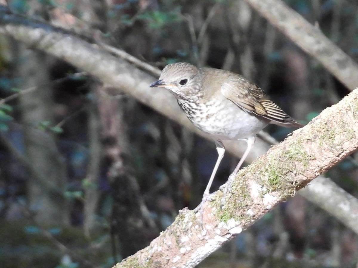 Gray-cheeked Thrush - ML623912993