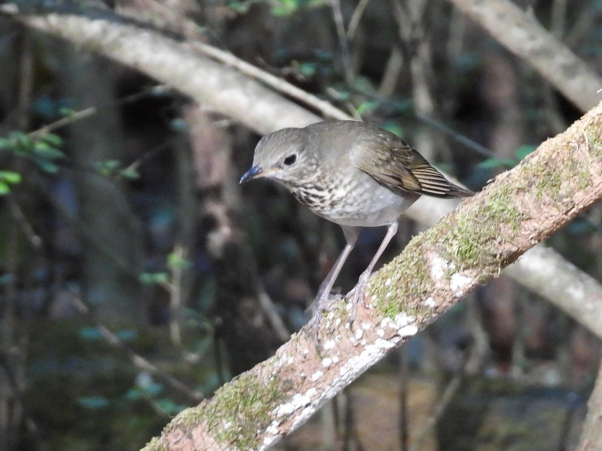 Gray-cheeked Thrush - ML623912994