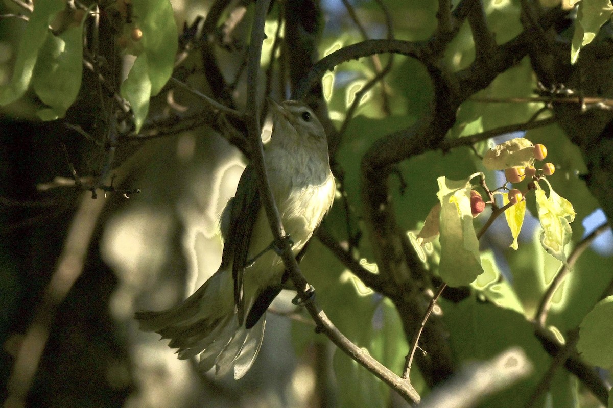 Warbling Vireo - ML623912997