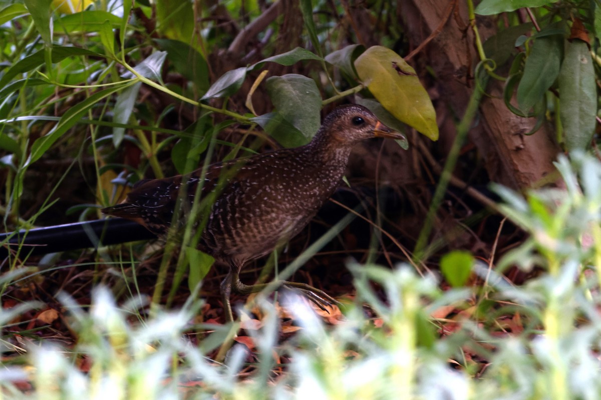 Spotted Crake - ML623913005