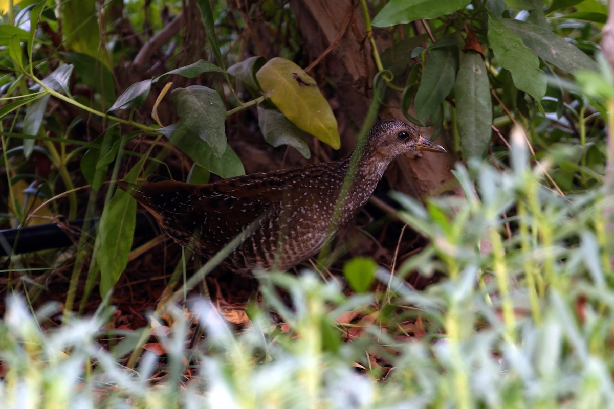 Spotted Crake - ML623913008