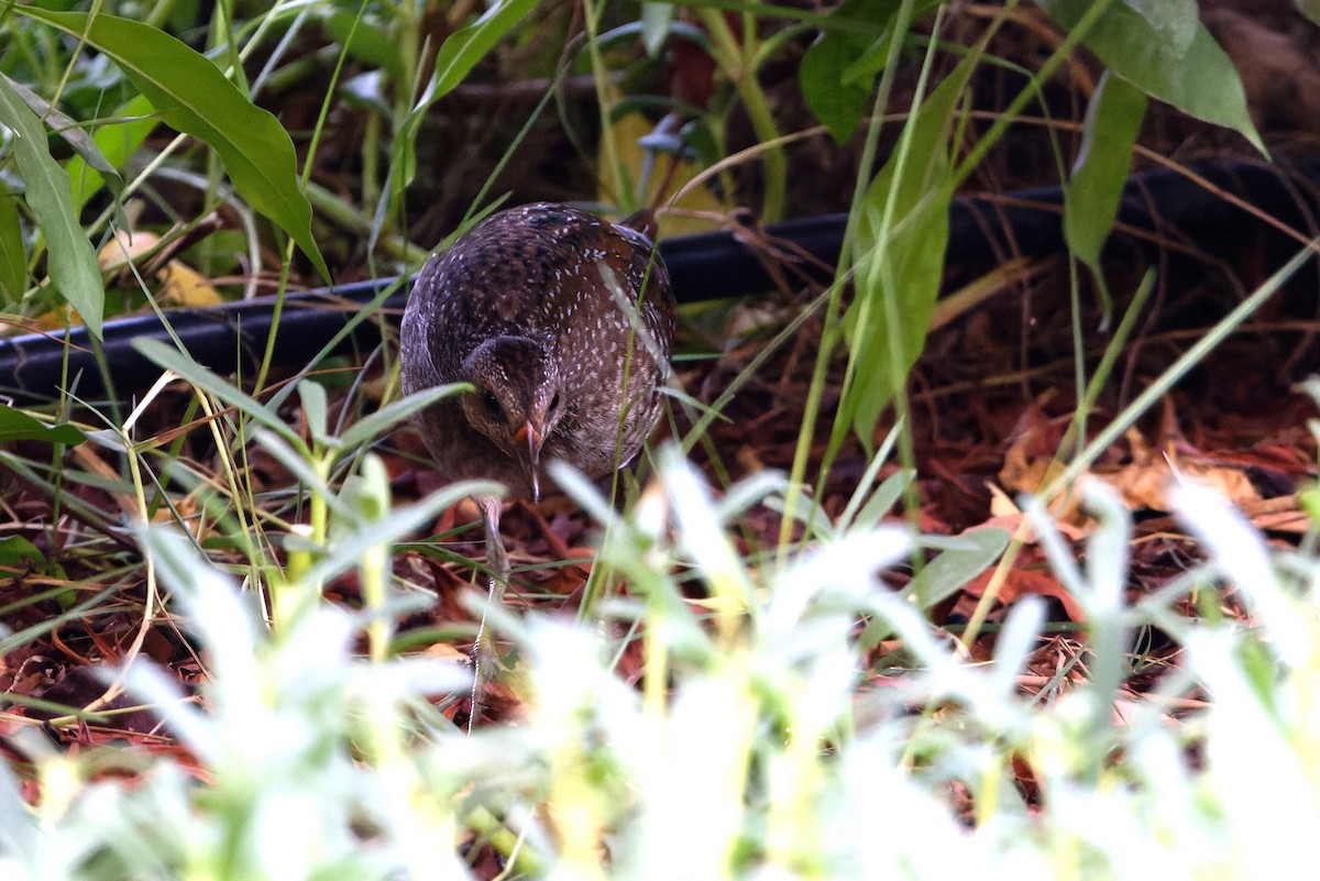 Spotted Crake - ML623913013